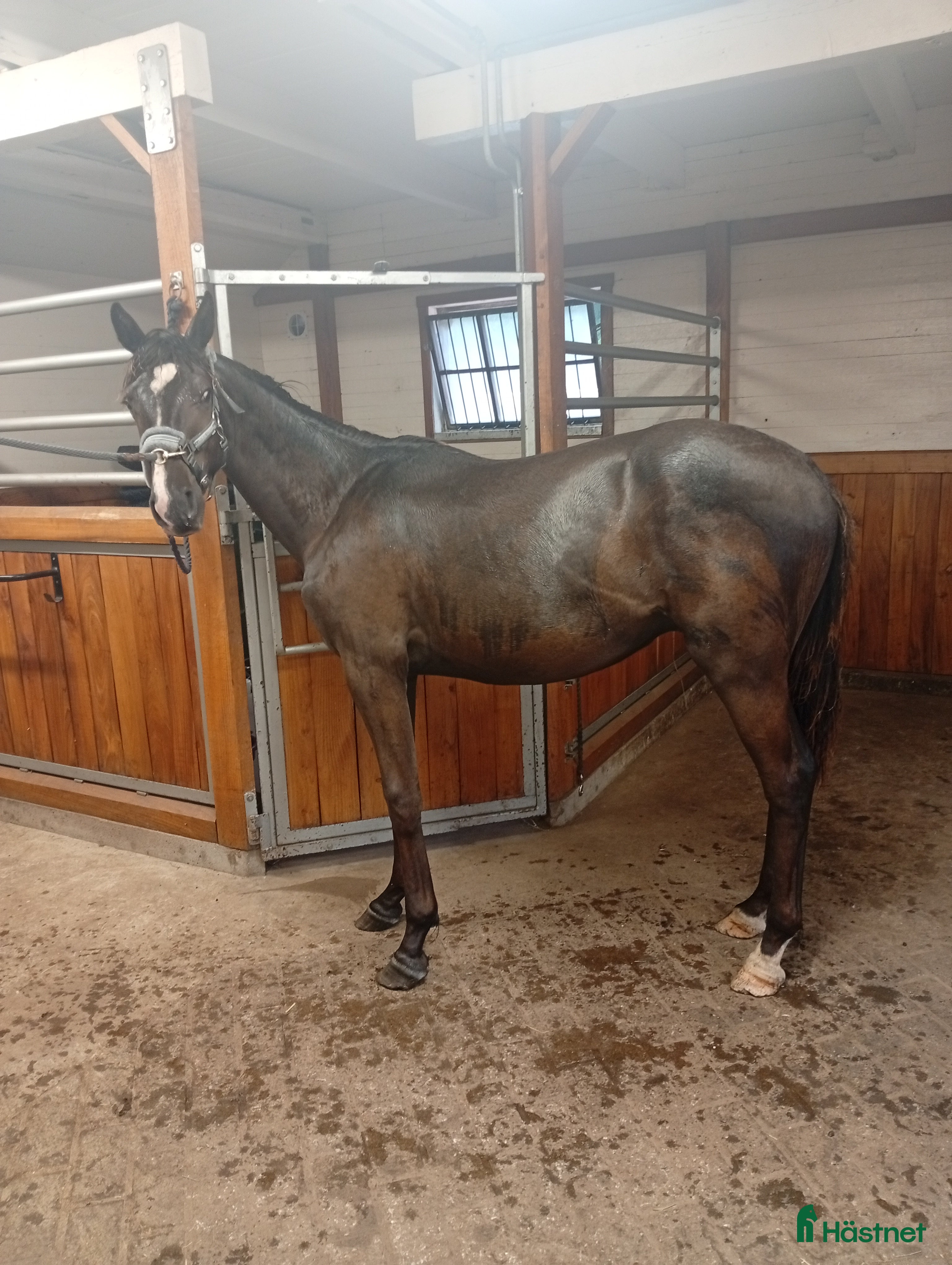  hästar Gulsvart hingst -24 - Annons 1