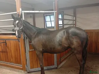 hästar Gulsvart hingst -24 - Annons 2