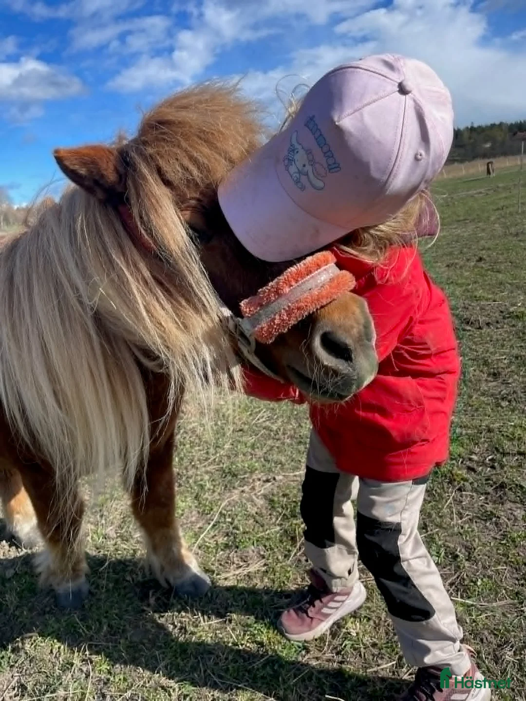  medryttarhäst finnes:  Vill du bli medryttare till Shettisar  - Annons 2
