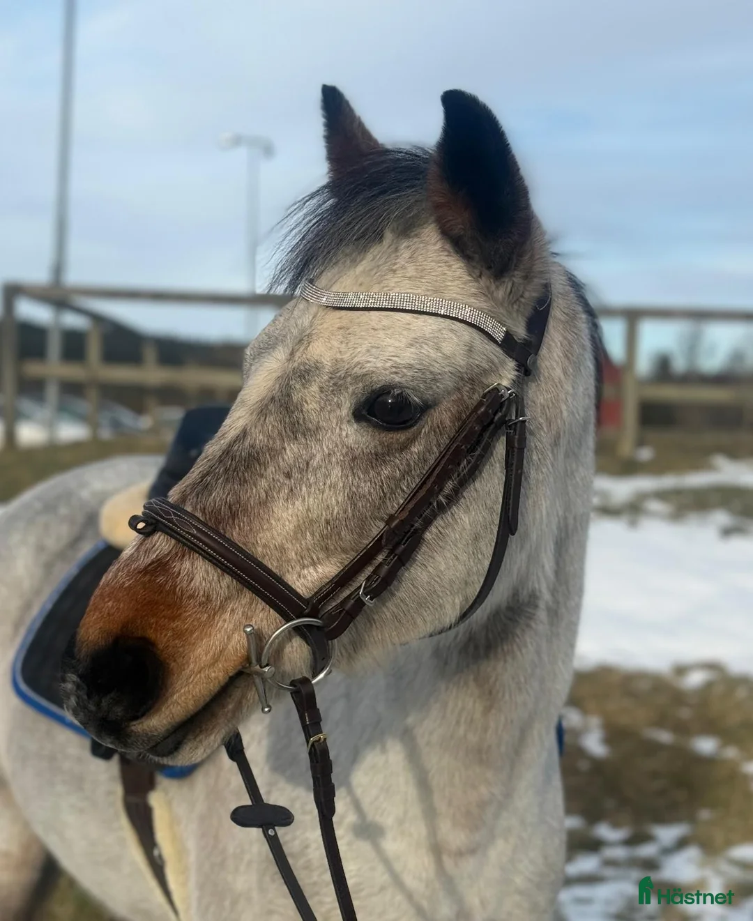 Allround hästar till salu: Perfekt läromästare/första ponny i Hjärtum - Annons 2