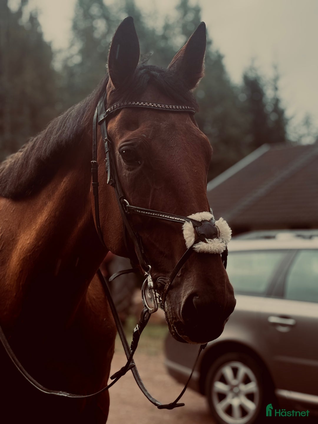 Allround hästar till salu: Din nya bästa vän  i Mora - Annons 2