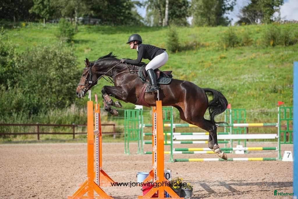  hästar Elegant hopphäst med scope - Annons 6