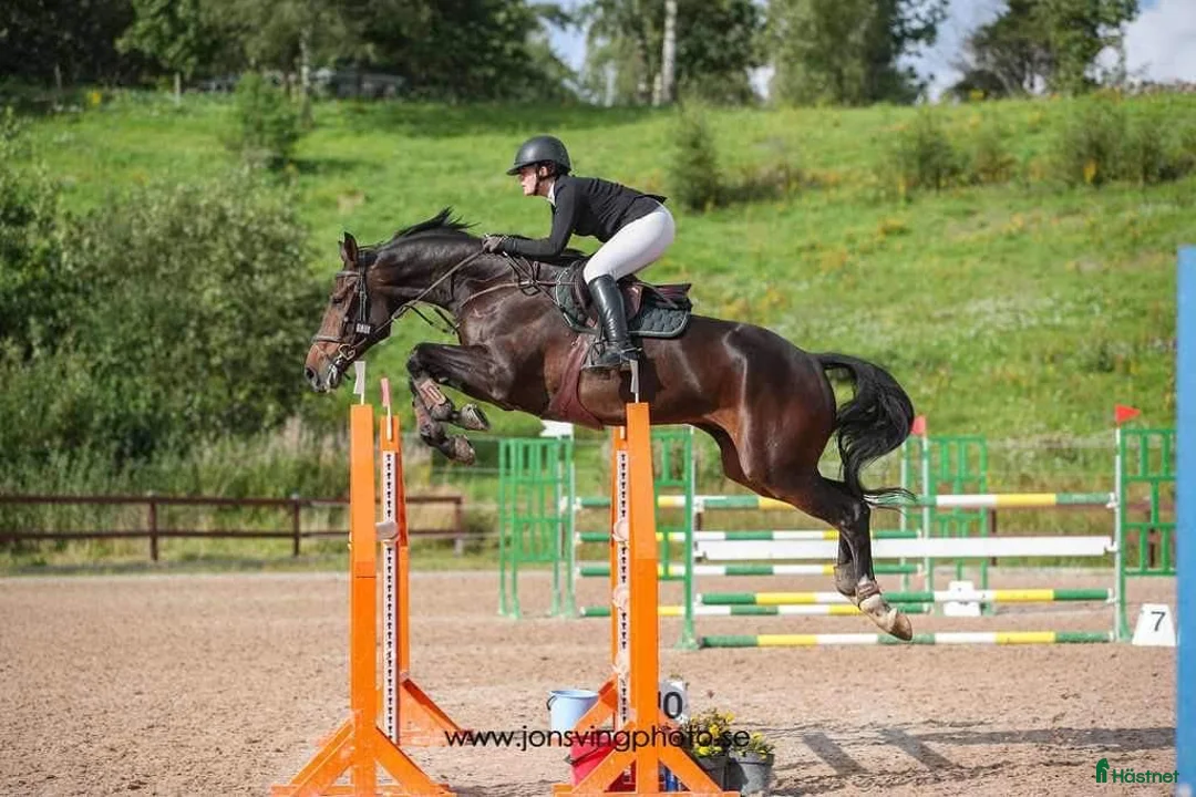 Hoppning hästar till salu: Elegant hopphäst med scope - Annons 1
