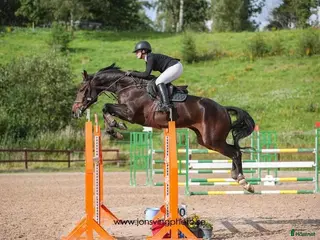 hästar Elegant hopphäst med scope - Annons 6