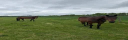  medryttarhäst finnes: Medryttare sökes  - Annons 1