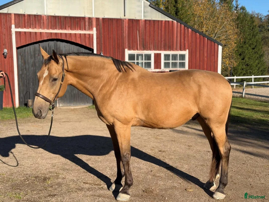 Allround hästar till salu: En trygg allroundhäst med hjärtat på rätt ställe❤️ - Annons 1