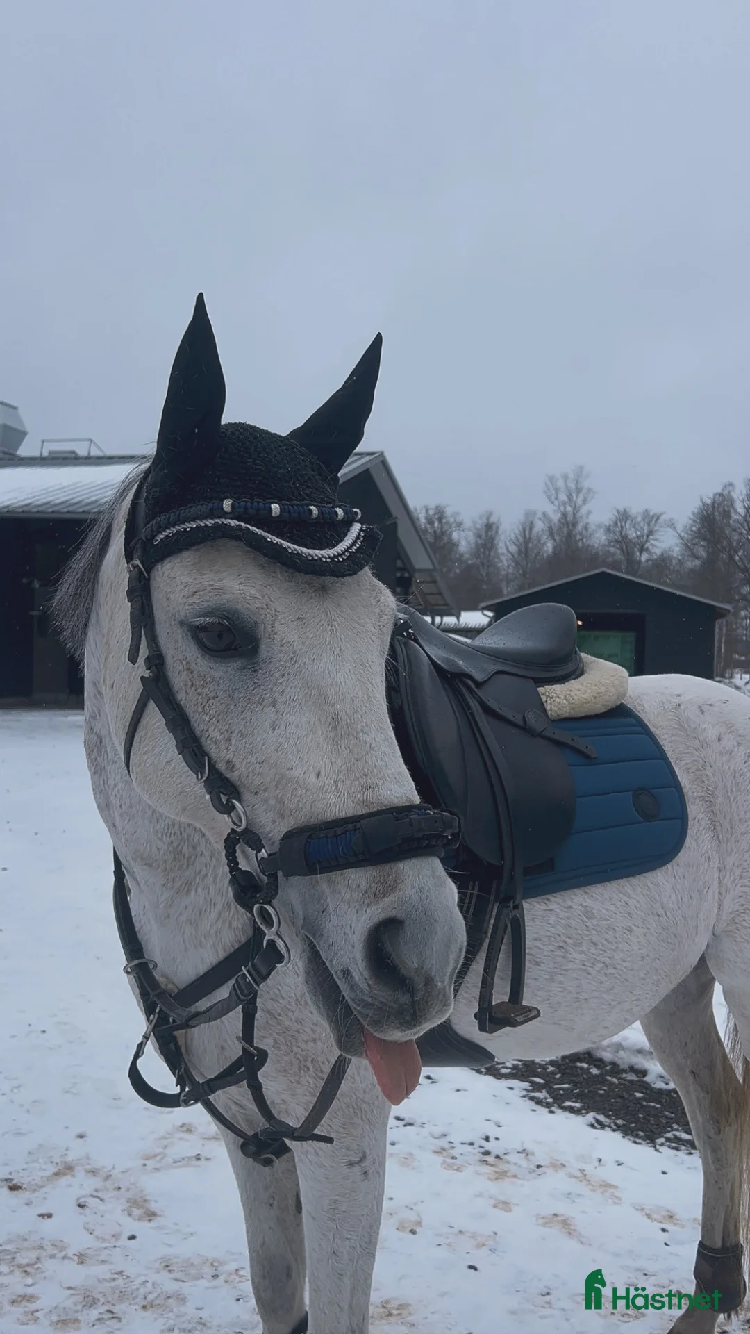 Allround hästar till salu: Din nya stjärna! 🌟  i Nybro - Annons 2
