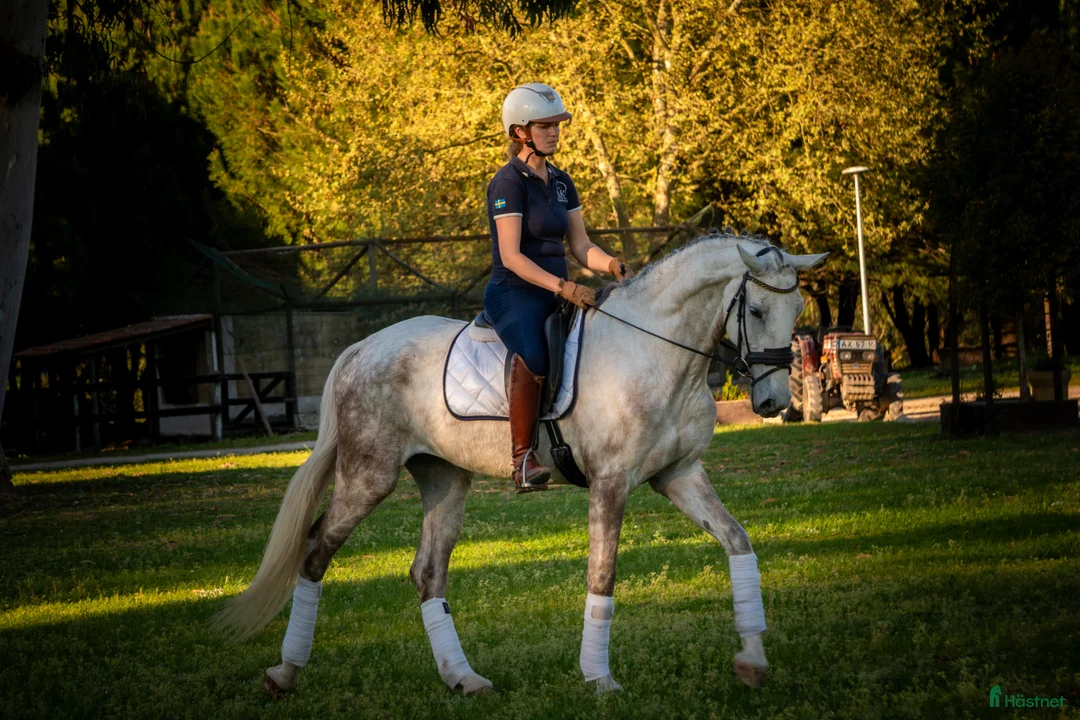 Dressyr hästar till salu: Framtida stjärna lusowarmblood  - Annons 2