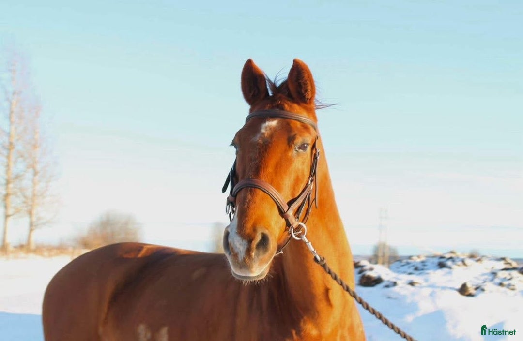 Allround hästar till salu: Skogsmullen med hjärtat på rätt ställe! i Falköping - Annons 3