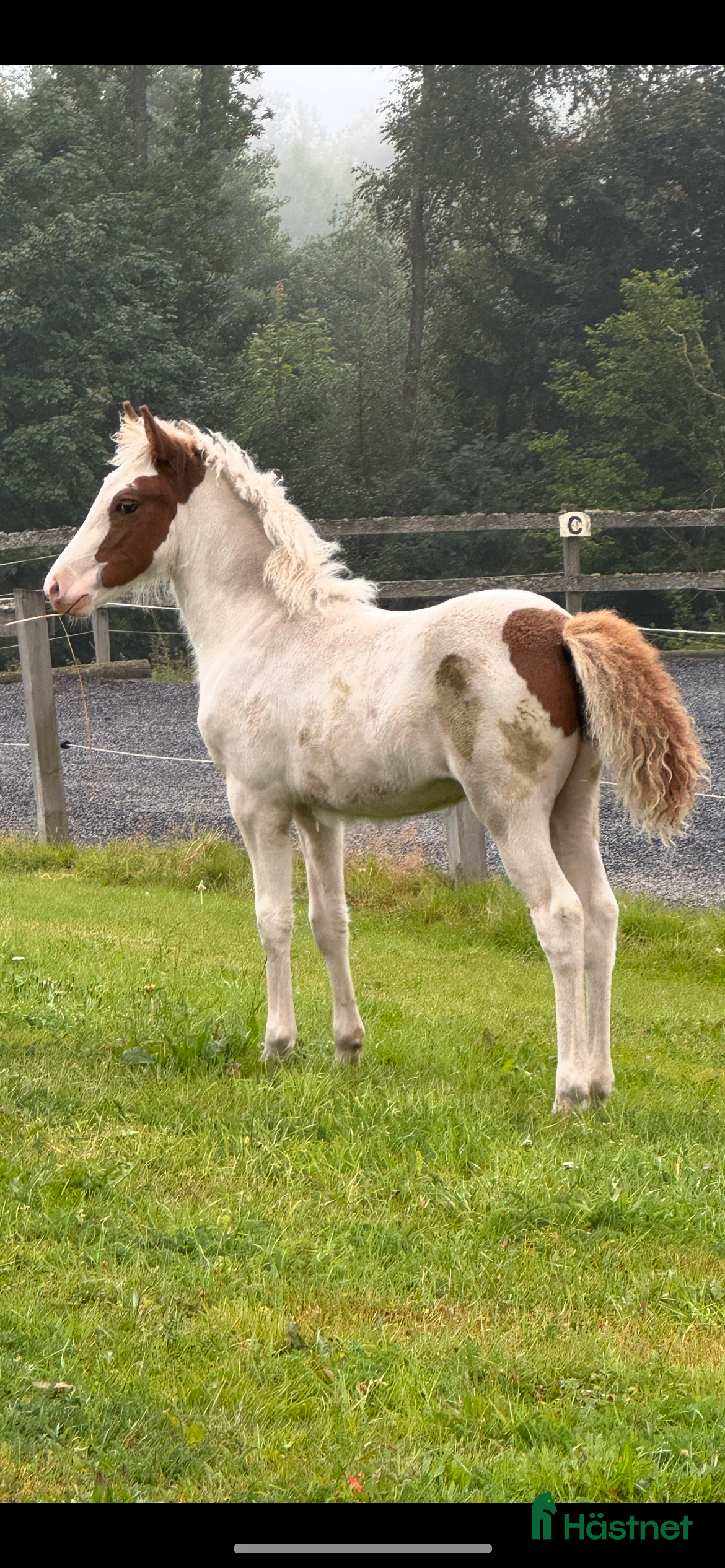  hästar Vackert lovande stoföl!  i Hästveda - Annons 16
