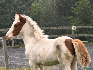 hästar Vackert lovande stoföl! i Hästveda - Annons 7