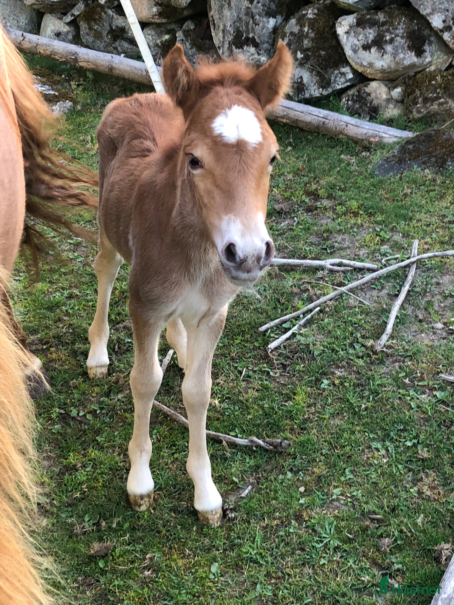  hästar Framtidsstjärna för ponnytrav och avel - Annons 1