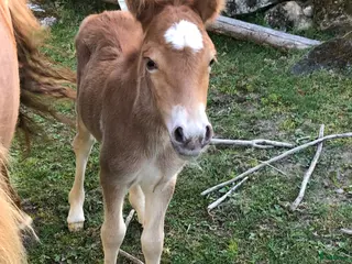 hästar Framtidsstjärna för ponnytrav och avel - Annons 1