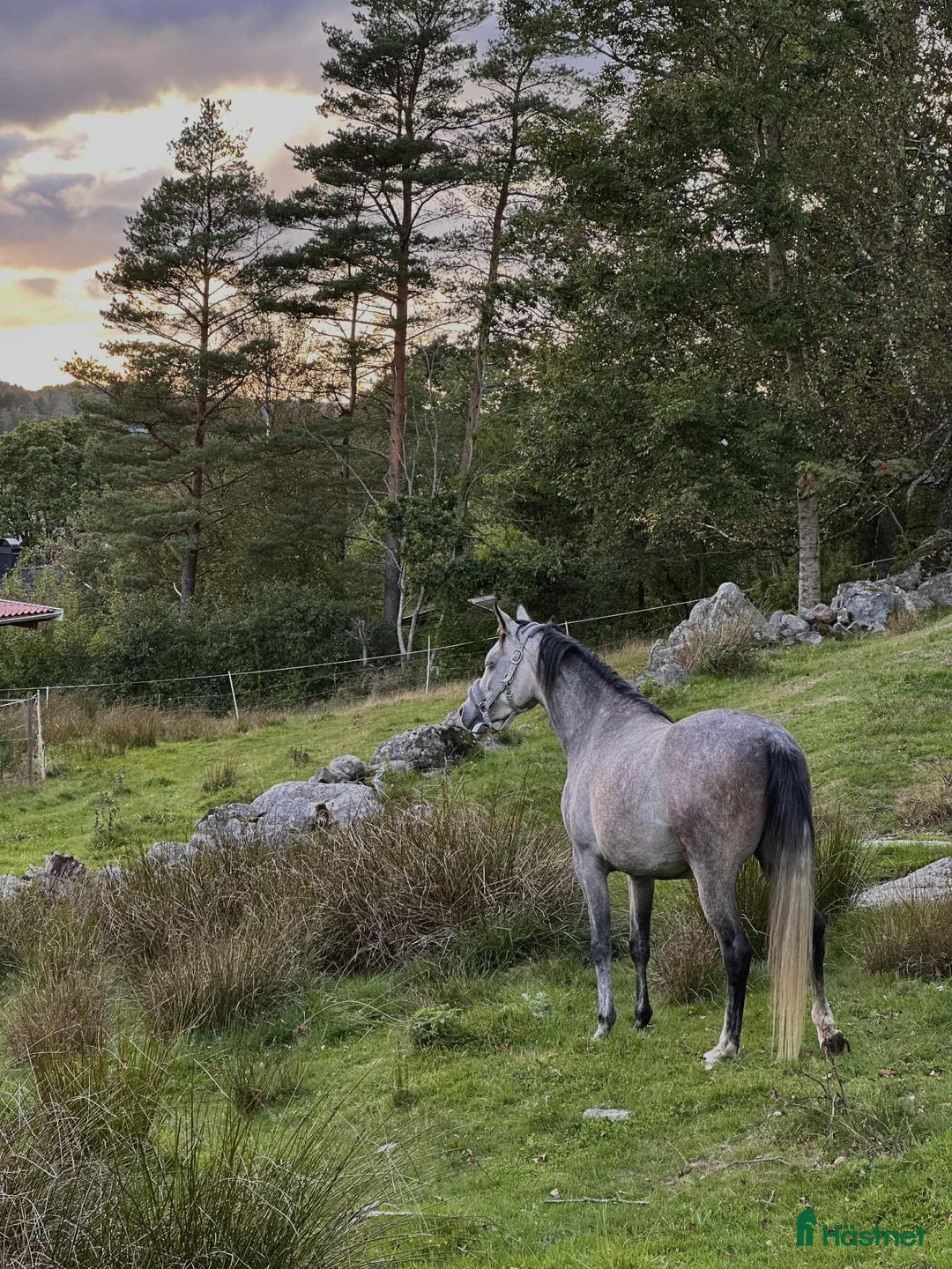  medryttarhäst finnes: Söker medryttare i Kärna - Annons 4