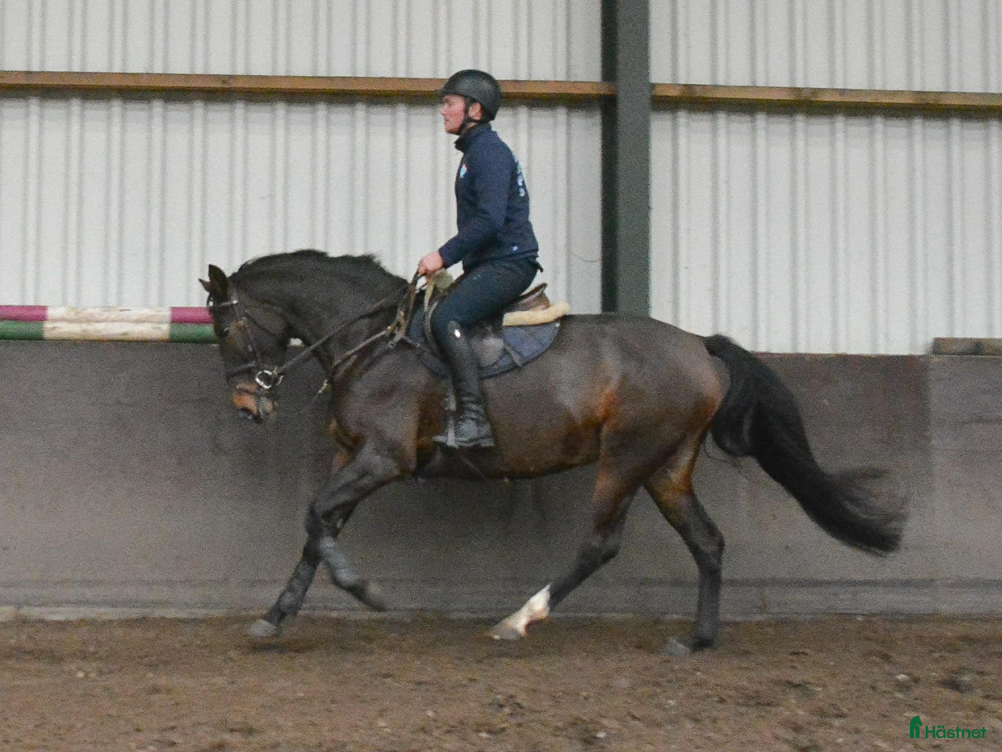  hästar 🎀 Snällt utvecklingsbart 5års sto - Annons 4