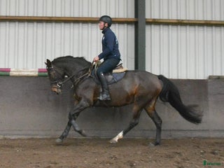 hästar 🎀 Snällt utvecklingsbart 5års sto - Annons 4