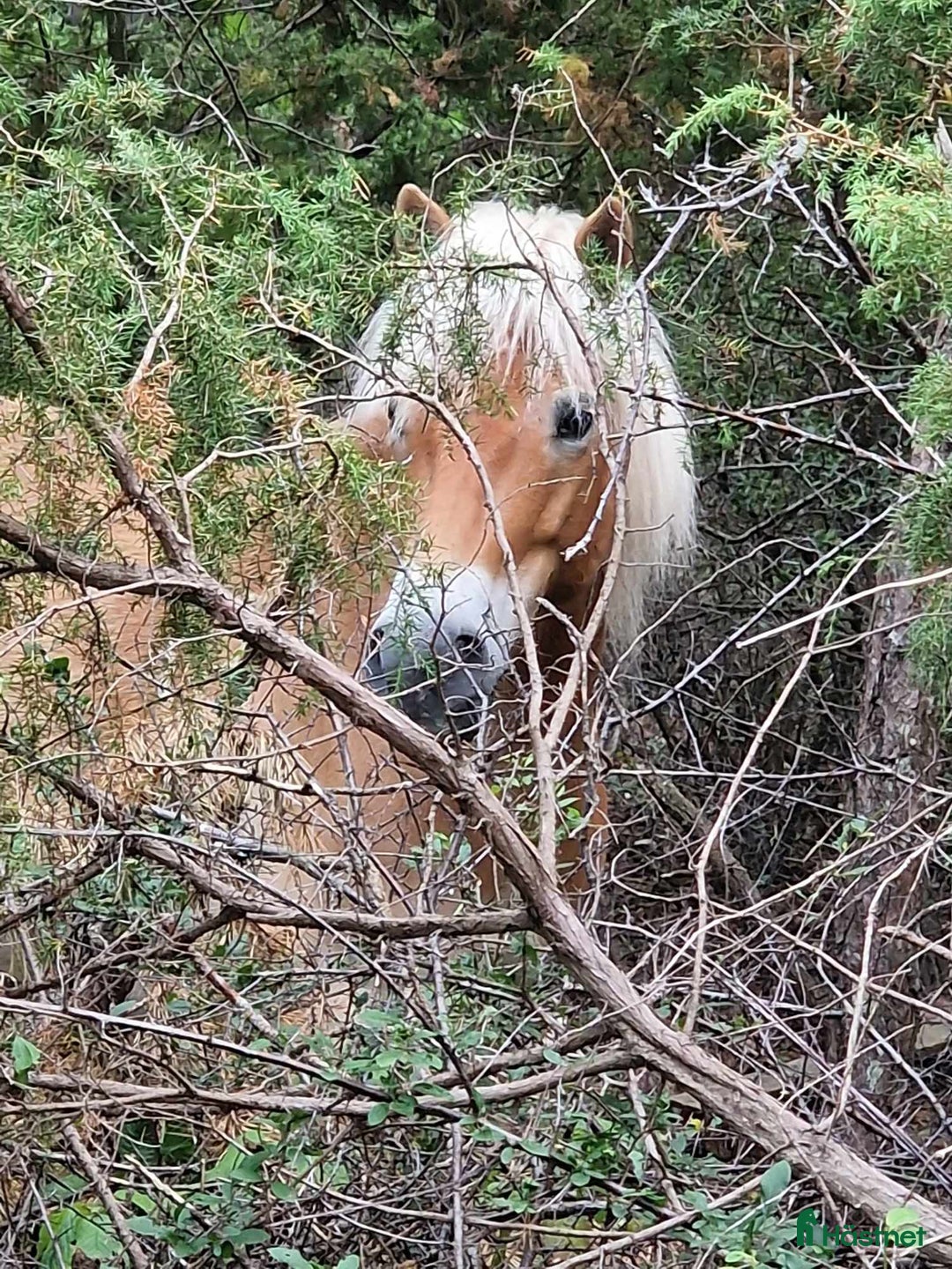 Allround hästar till salu: Vackert gotlandsruss med ett hjärta av guld i Visby - Annons 6