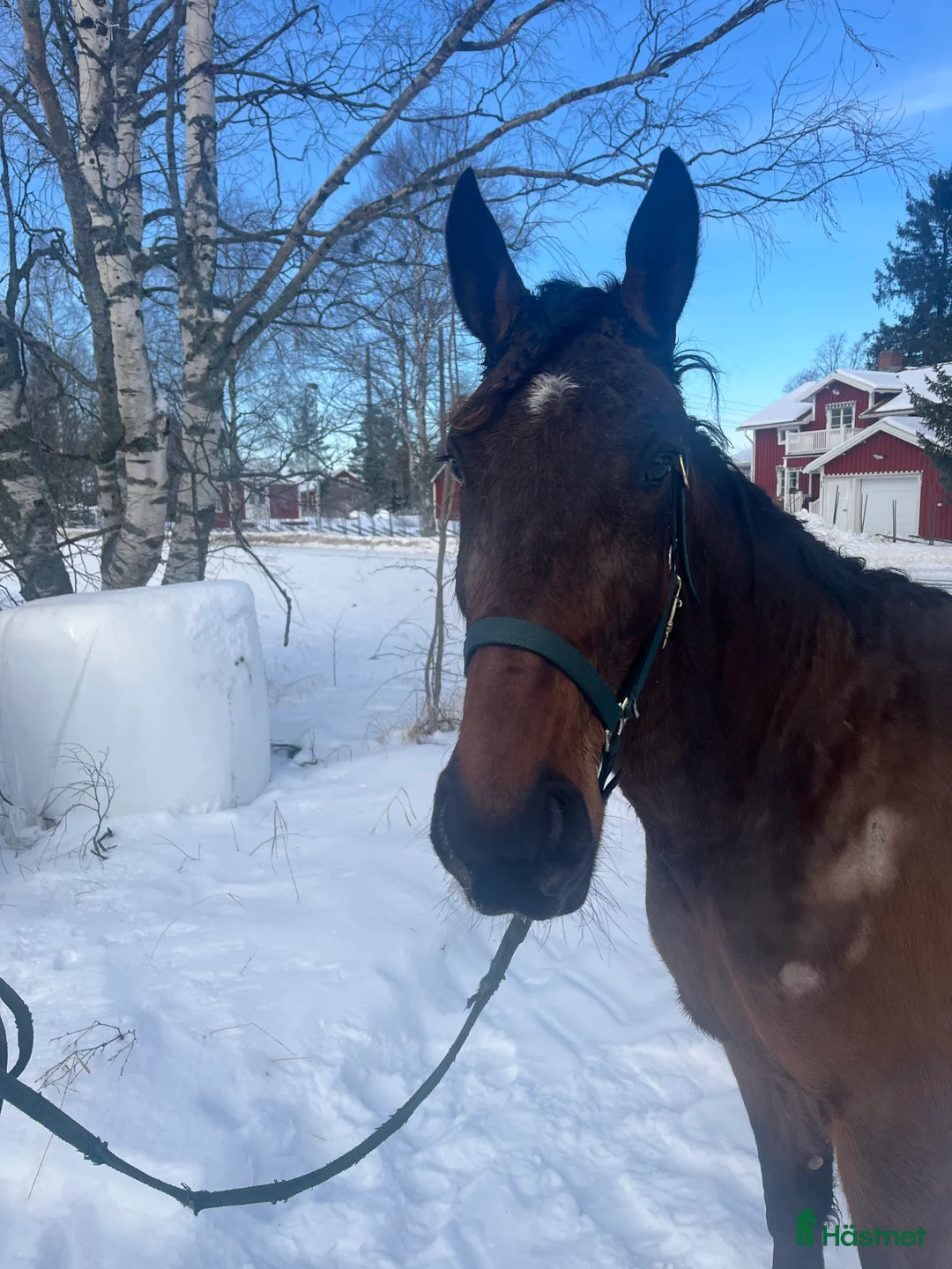 Trav hästar till salu: 4-årigt travsto i Skellefteå - Annons 1