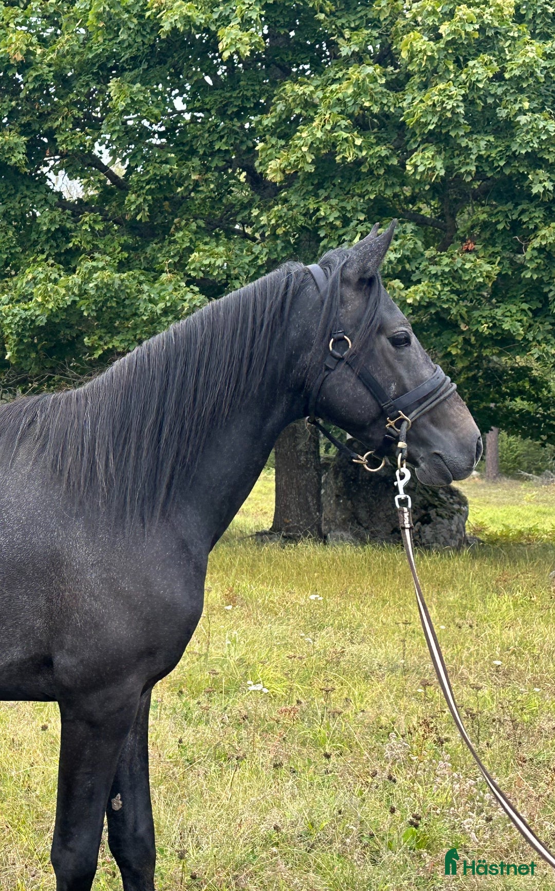 Allround hästar till salu: Underbar unghäst 🌟 i Berga - Annons 1