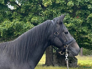 hästar Underbar unghäst 🌟 i Berga - Annons 3