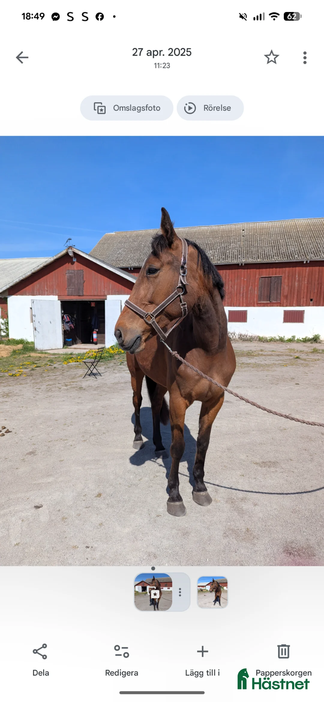 Allround hästar till salu: Trevligt varmblod  - Annons 2