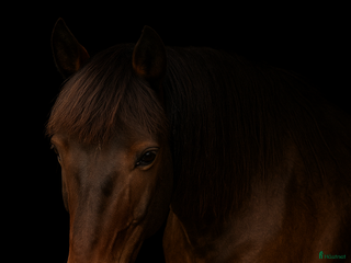 hästar Lillan - Annons 13