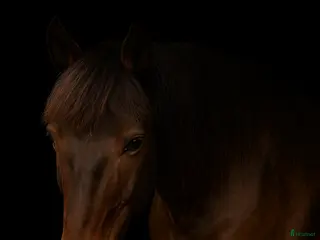 hästar Lillan - Annons 3