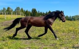 Allround hästar till salu: Nytt Pris!! Ståtlig 3-årig Kigermustangvalack i Offerdal - Bild 7