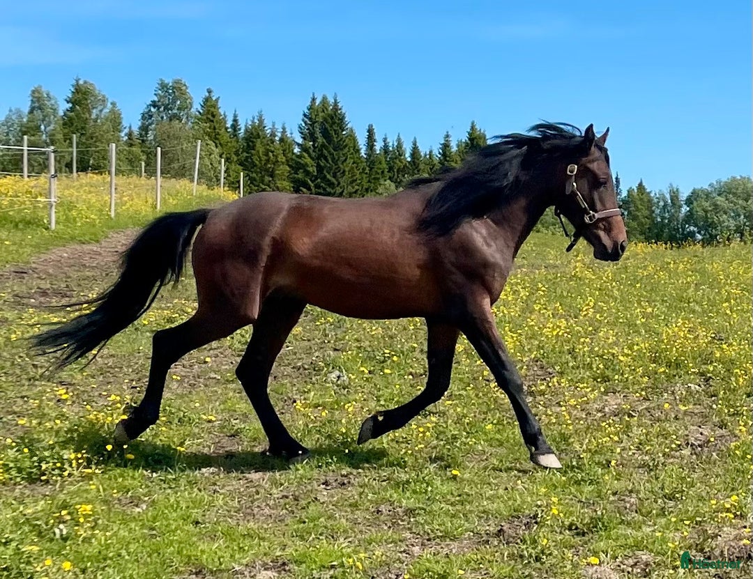 Allround hästar till salu: Nytt Pris!! Ståtlig 3-årig Kigermustangvalack i Offerdal - Bild 7