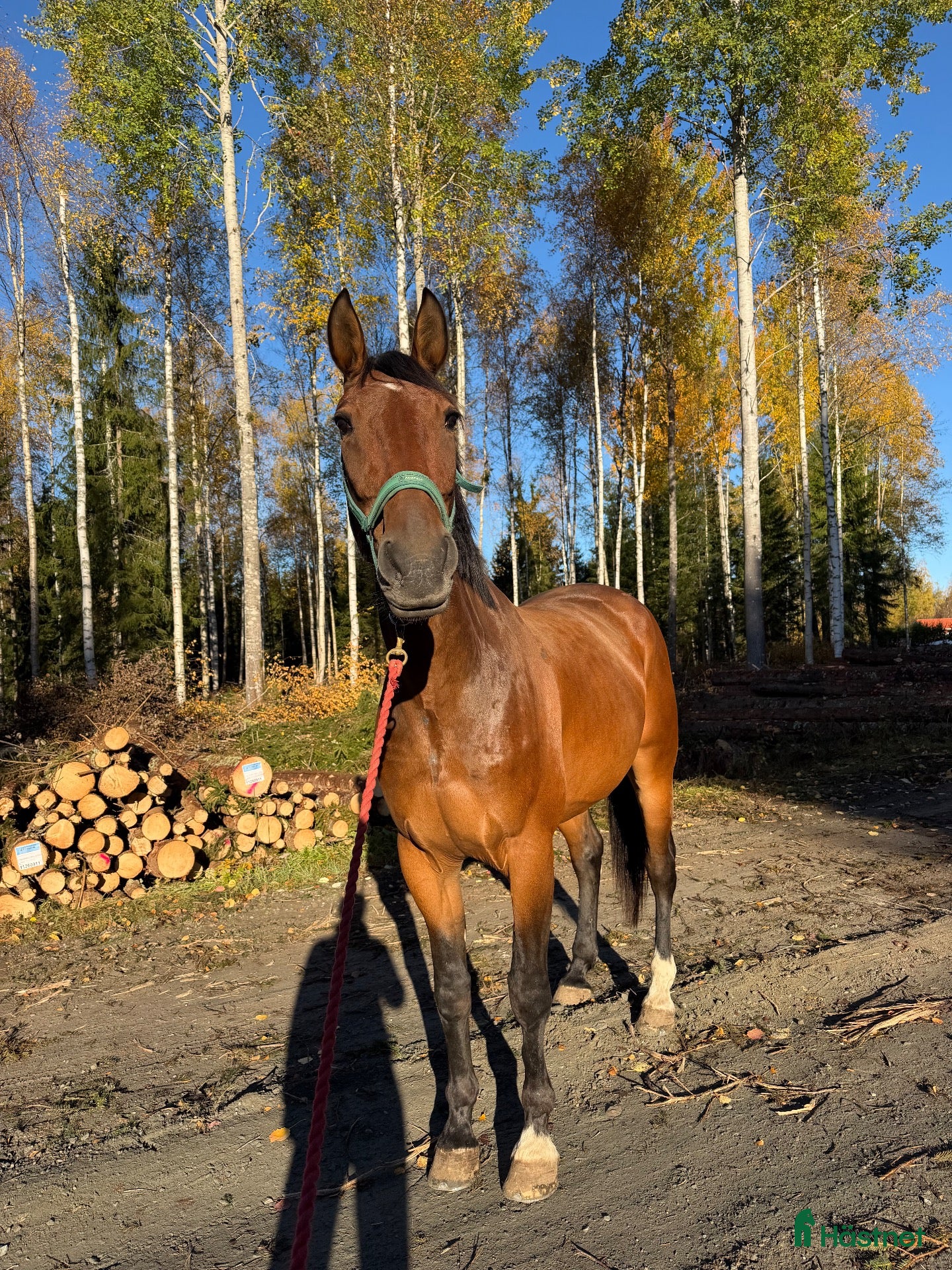  hästar Snäll & okomplicerad valack söker sitt egna hem🌟 - Annons 16