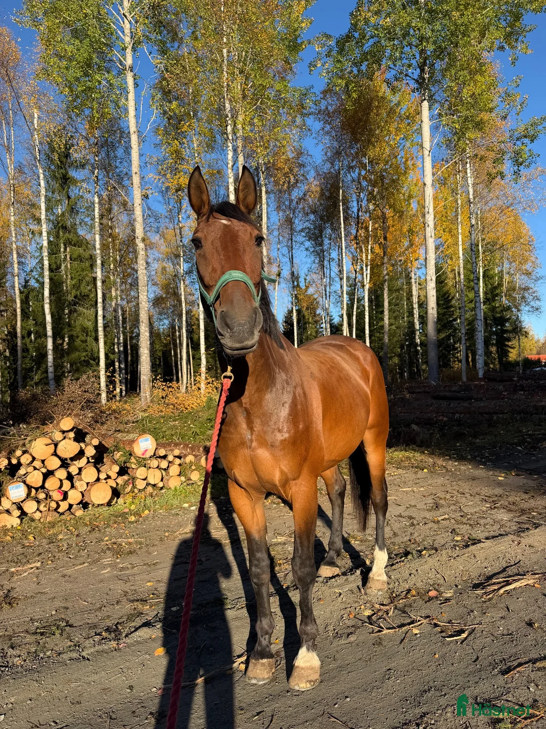 Allround hästar till salu: Snäll & okomplicerad valack söker sitt egna hem🌟 i Hedemora - Annons 1