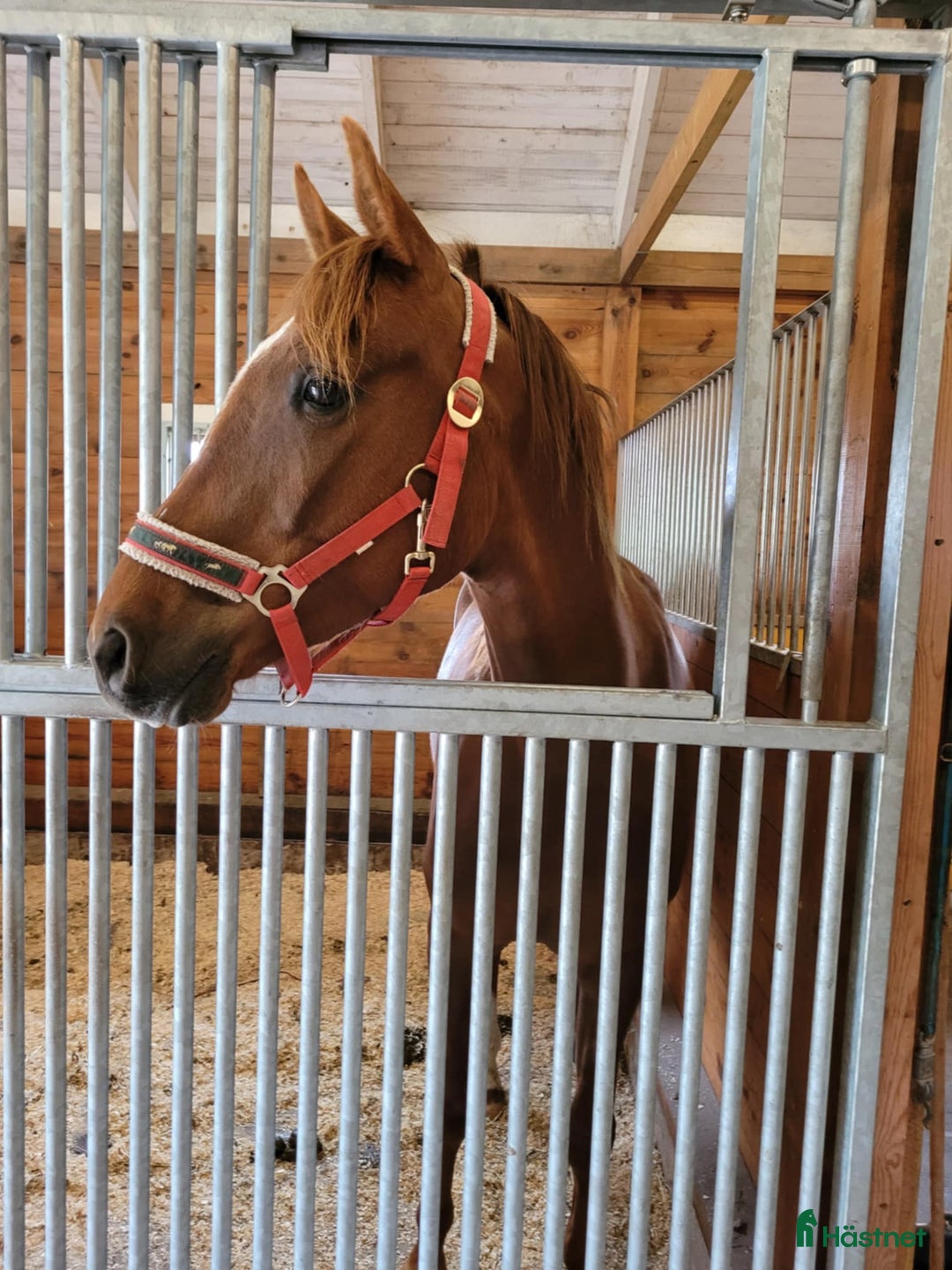 Allround hästar till salu: Angloarab  i Vislanda - Annons 2