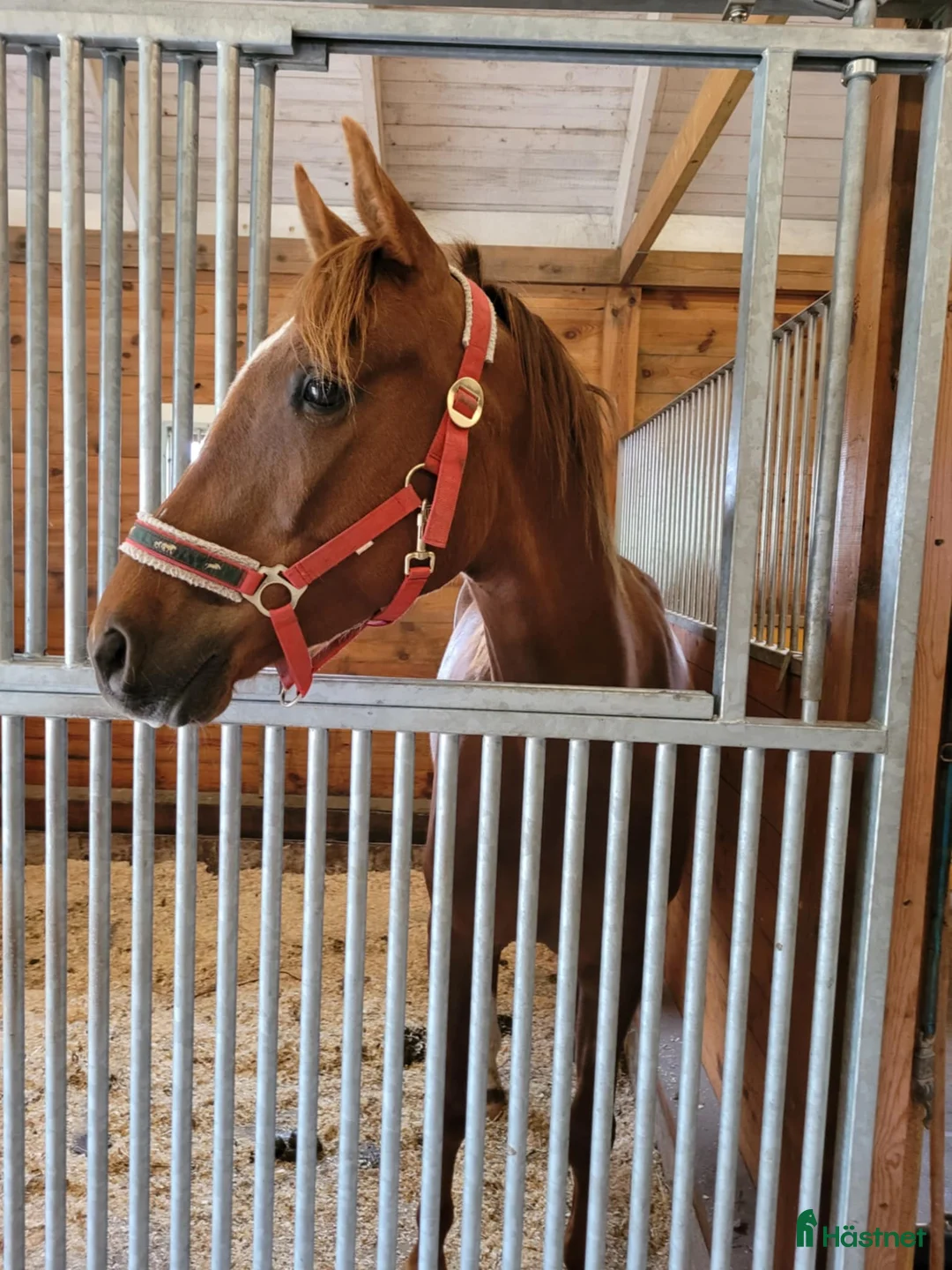 Allround hästar till salu: Angloarab  i Vislanda - Annons 2