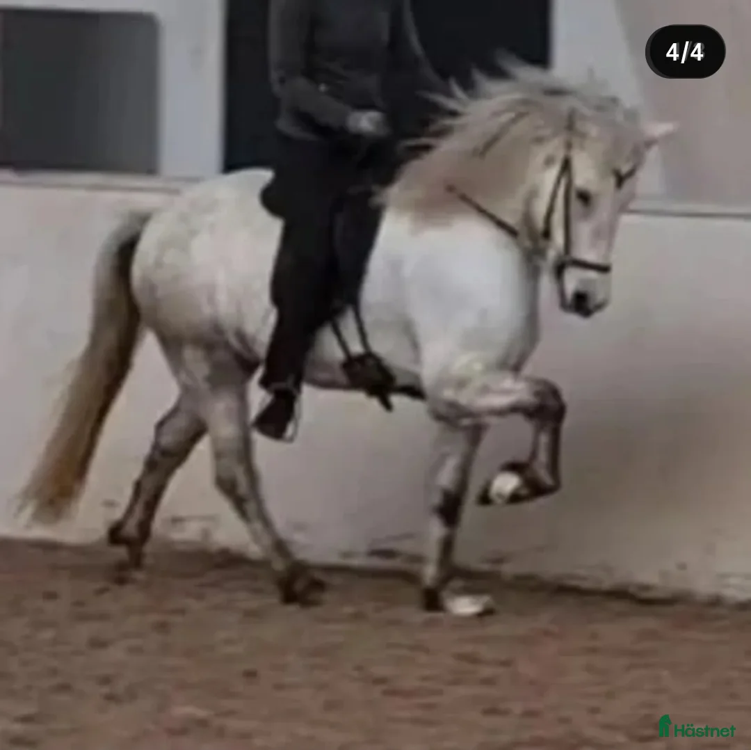 Island hästar till salu: Läckert hingstföl  i Frösön - Annons 4