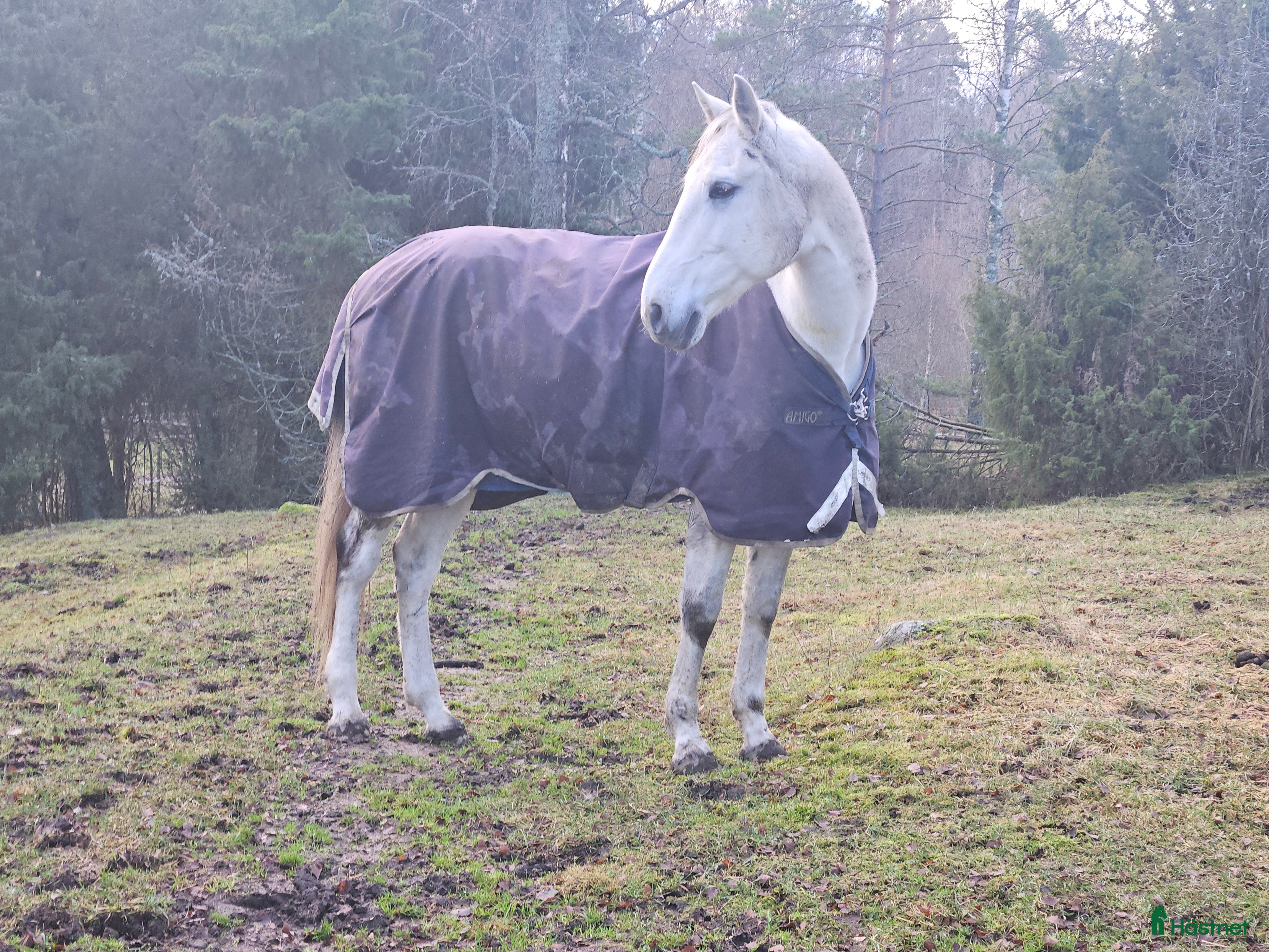 hästar Pre korsning, rehabämne - Annons 4