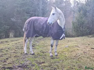 hästar Pre korsning, rehabämne - Annons 4