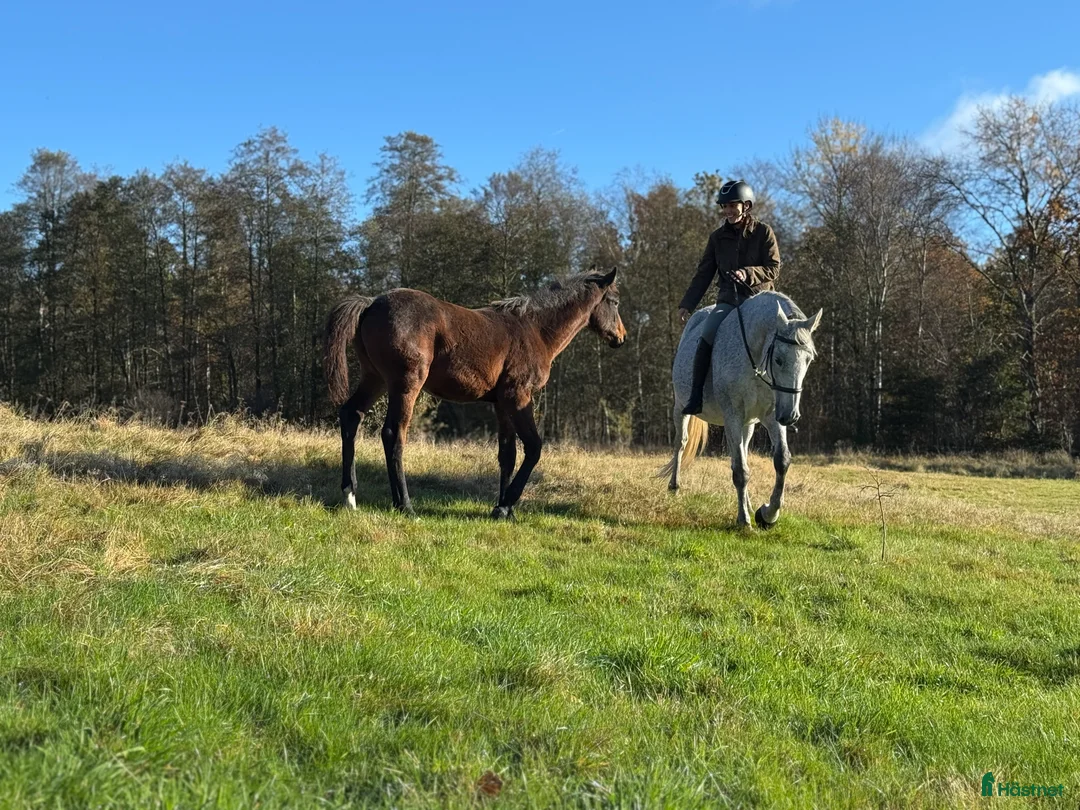 Allround hästar till salu: Exklusivt kvalitetsföl efter Hardrock Z ⭐️ i Ullared - Annons 13