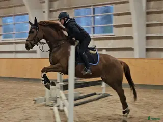 hästar Vänligt & arbetsvilligt sto. - Annons 9