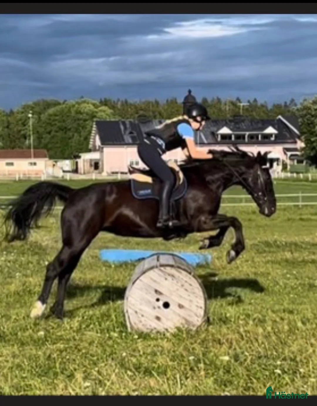 Allround hästar till salu: Voltige/Allroundhäst  - Annons 4