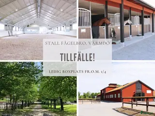 stallplats Boxplats på Stall Fågelbro! - Annons 14