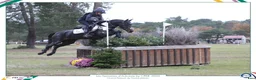 Övrigt hästar till salu: 138 Grand Prix C pony in France - Annons 4