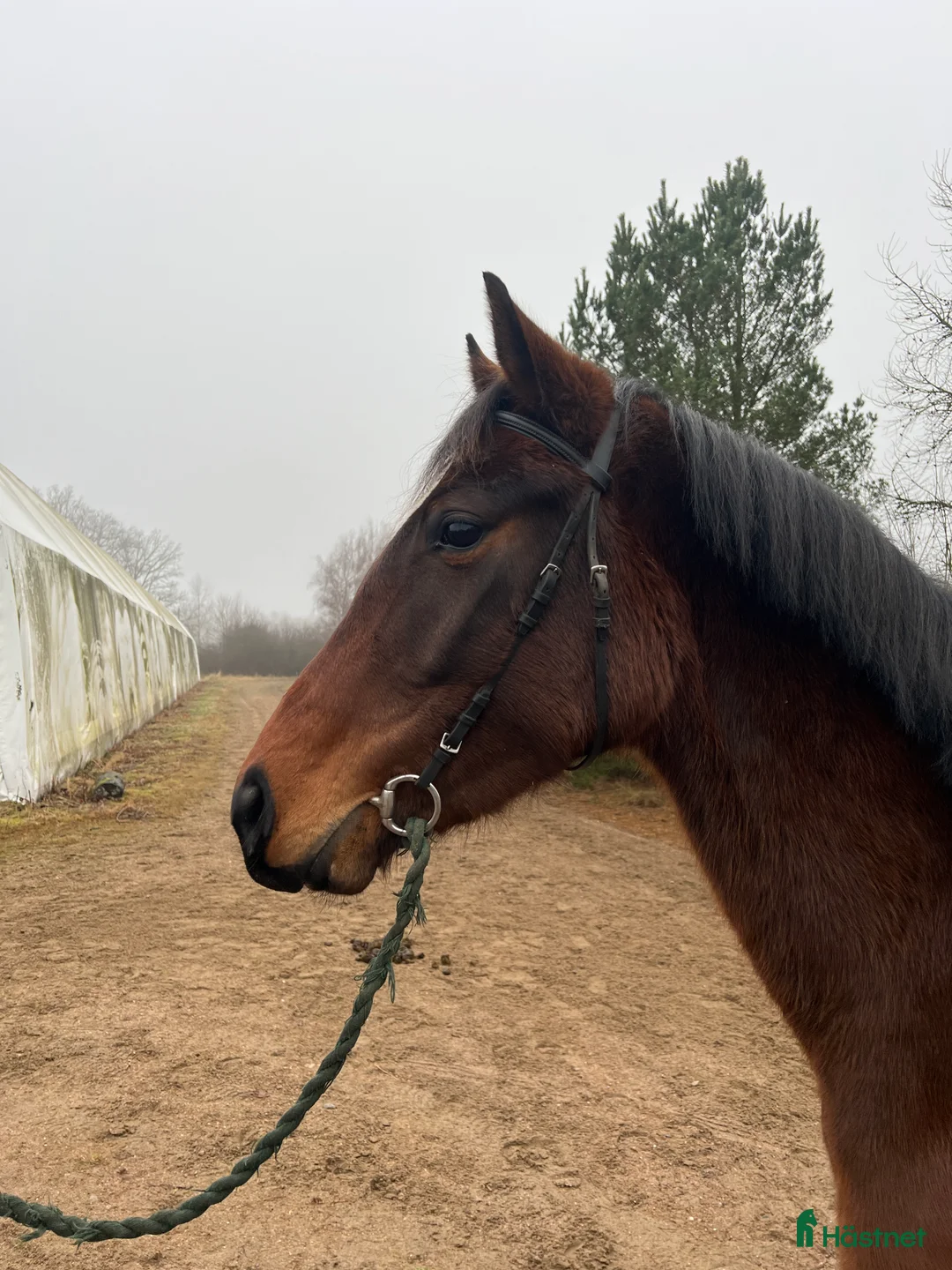 Fälttävlan hästar till salu: Litet sport sto - Annons 2