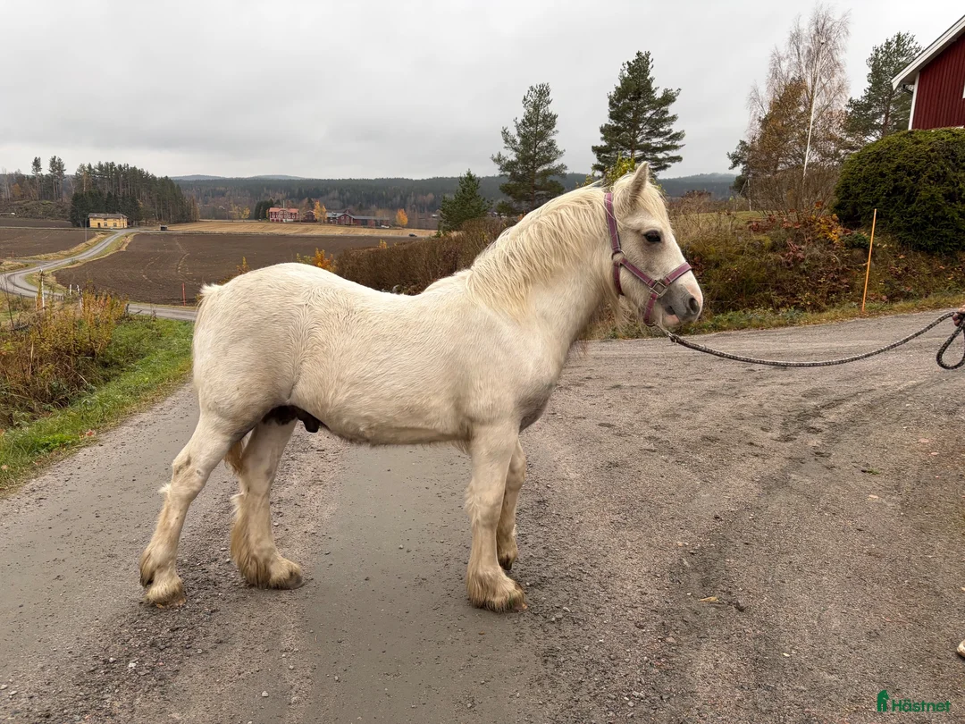 Allround hästar till salu: Hingstföl med stor personlighet  - Annons 2