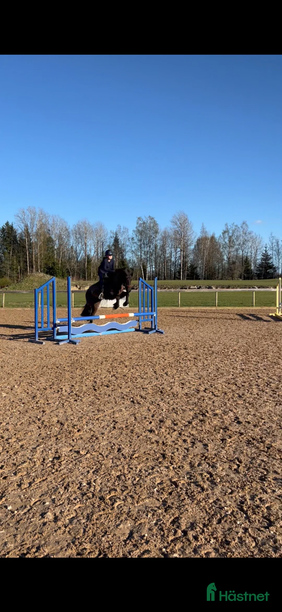 Allround hästar till salu: 6årig C-ponny - Annons 9