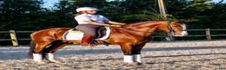 Working Equitation hästar till salu: Slående vacker lusitano för dressyr och WE - Annons 5