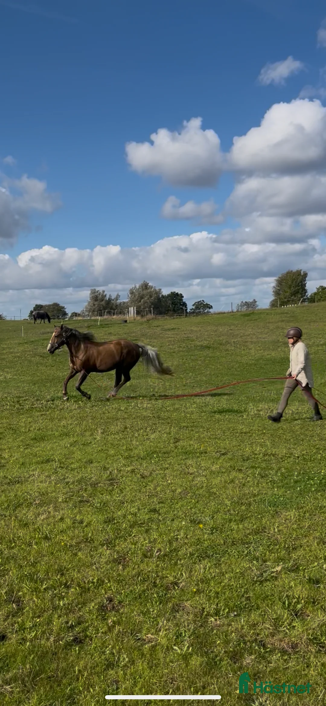 Allround hästar till salu: Allroundhäst för rätt hem  - Annons 4