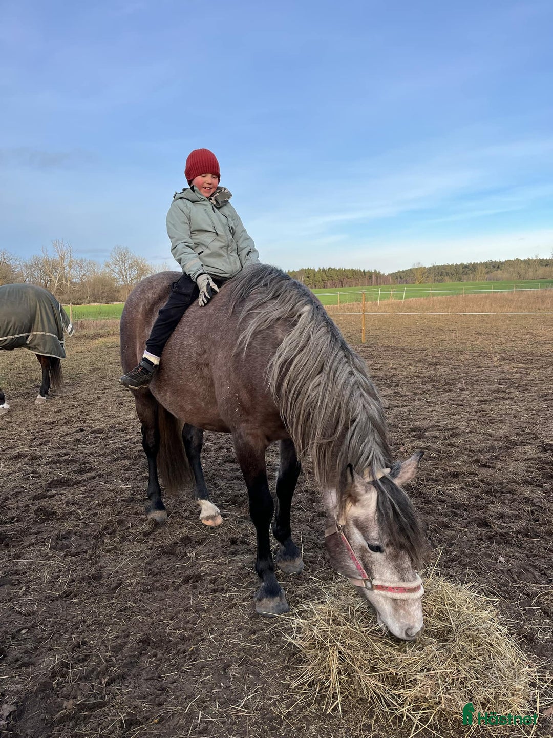 Working Equitation hästar till salu: PRE korsning Framtida bästa vännen. i Havdhem - Annons 19