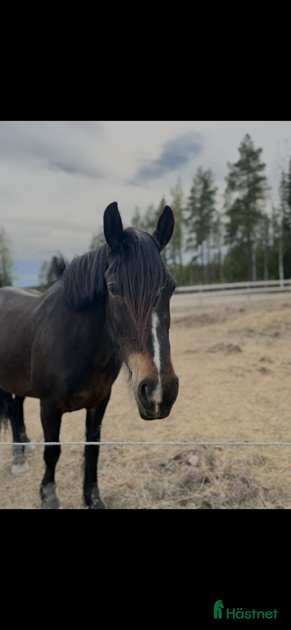  hästar Trevligt kallblodssto  - Annons 3