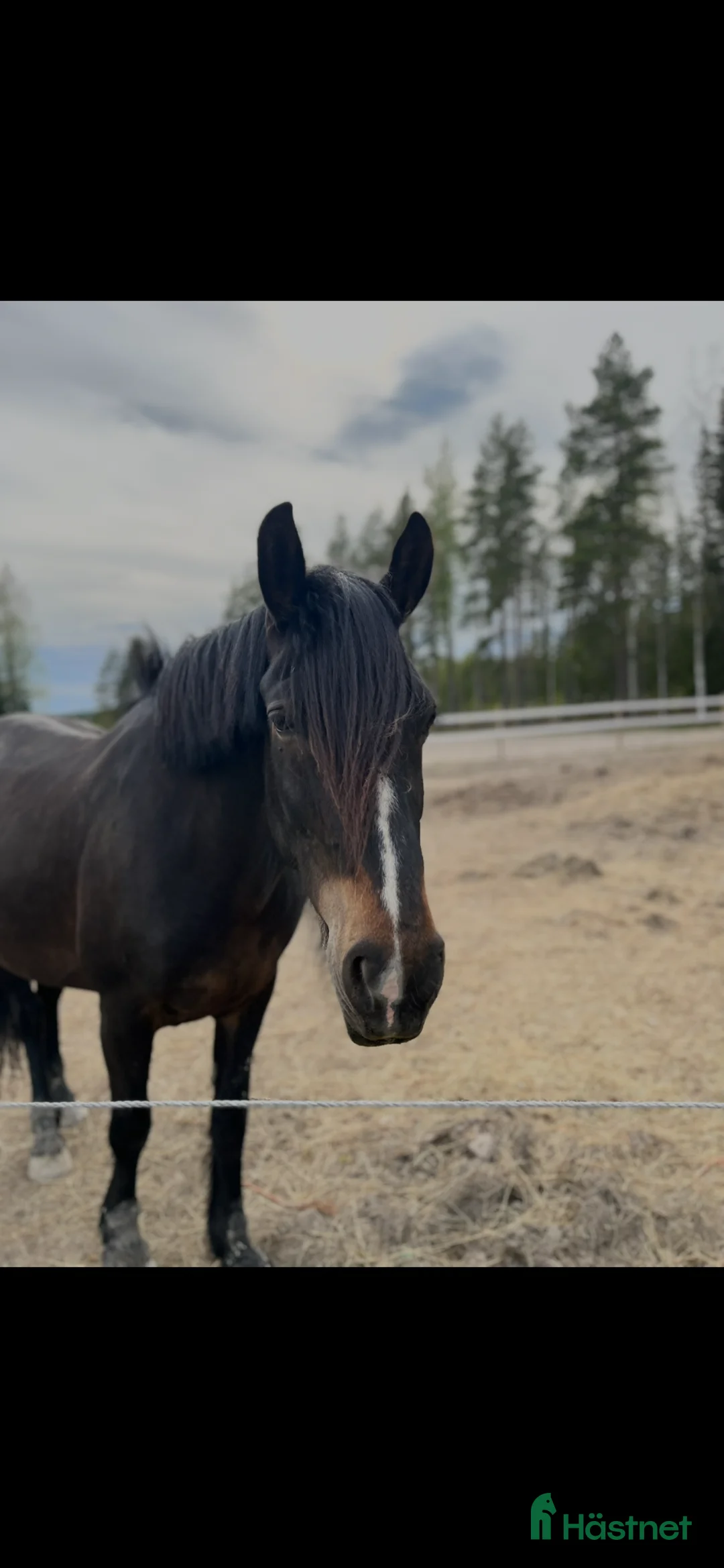 Allround hästar till salu: Trevligt kallblodssto  i Edsbyn - Annons 1