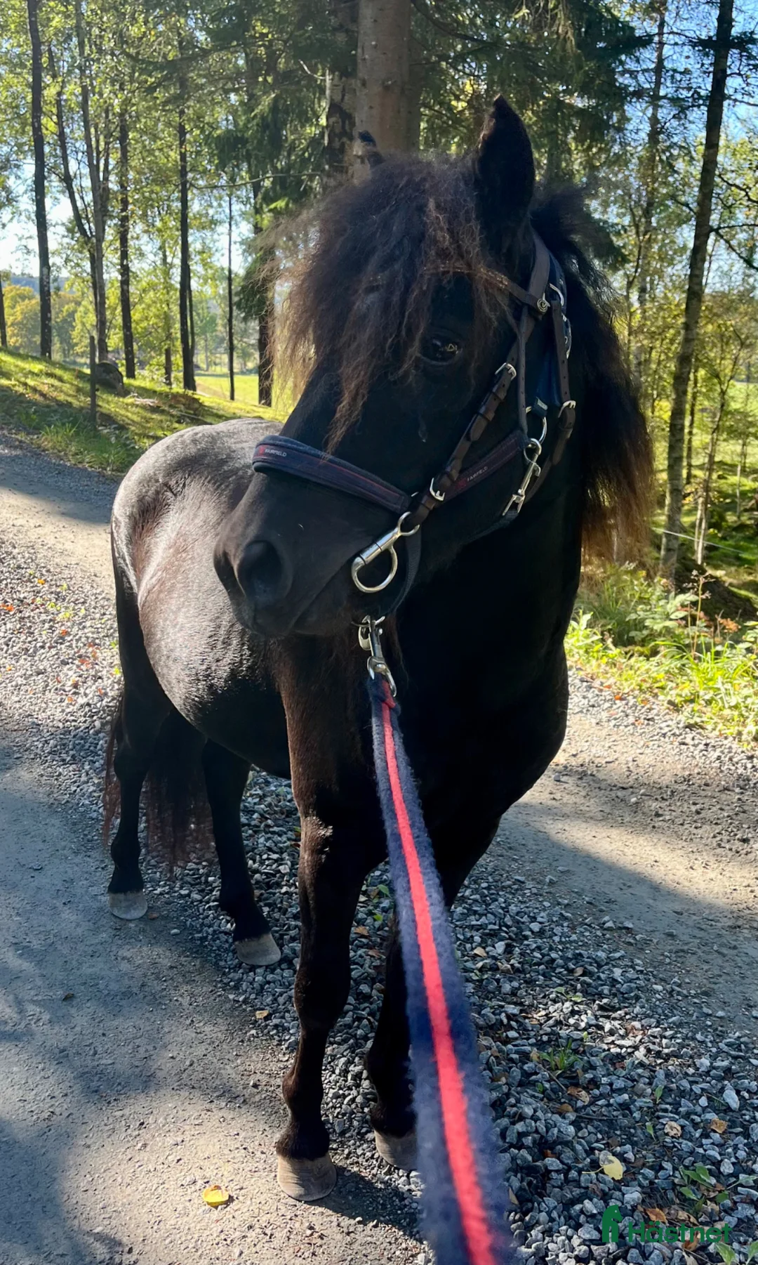Allround hästar till salu: Mycket fin curlyponny - Annons 2